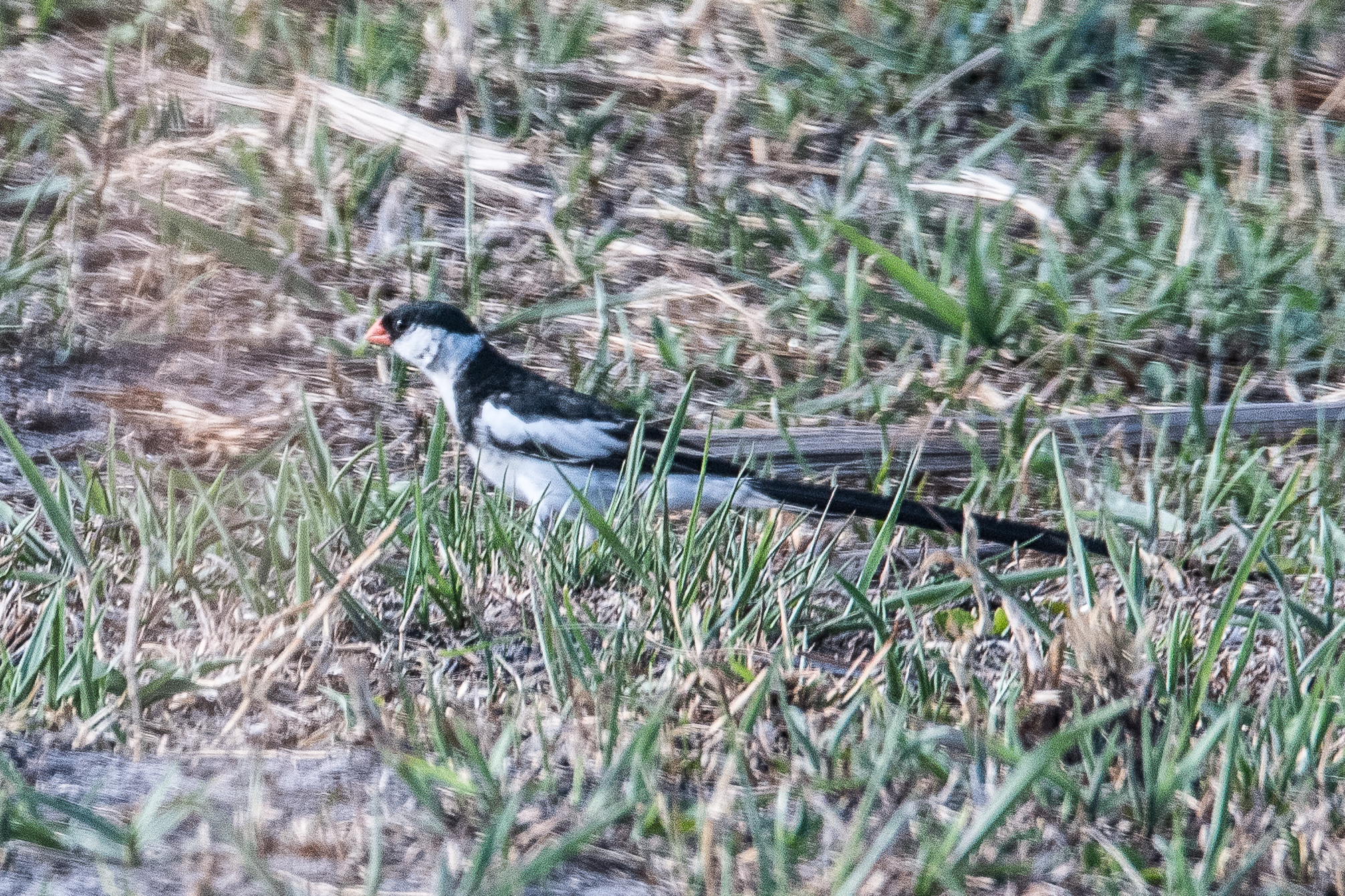 Veuve dominicaine (Pin-tailed whydah, Vidua macroura), mâle nuptial cherchant de la nourriture au sol, Kwando reserve, Delta de l'Okavango, Botswana.